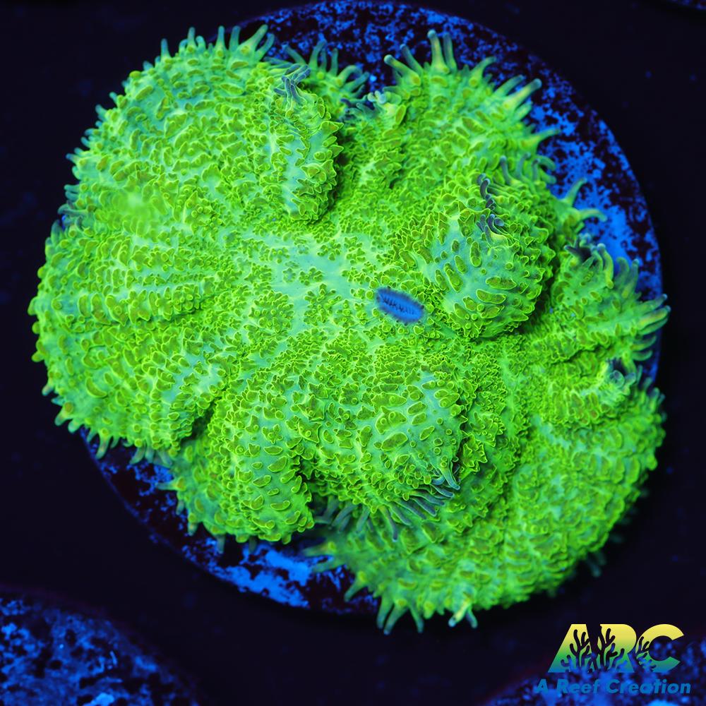 Green Rhodactis Mushroom