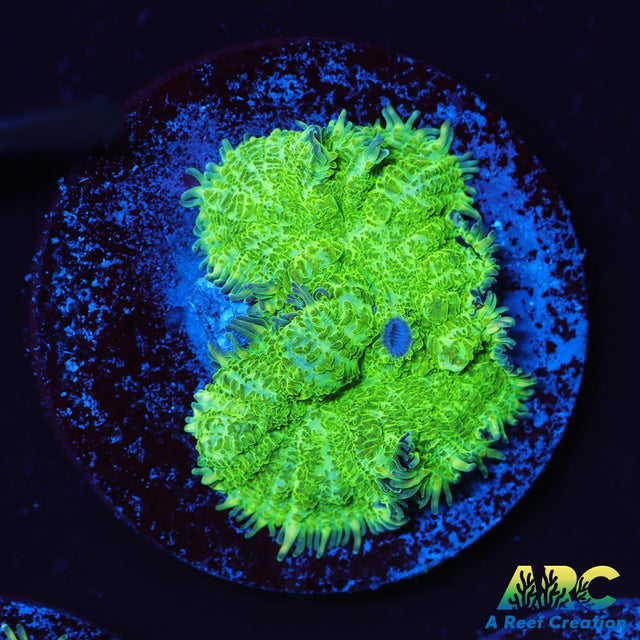 Green Rhodactis Mushroom