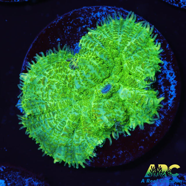 Green Rhodactis Mushroom