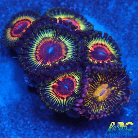 GB Rainbow Eclipse and Grim Reaper