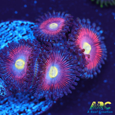 BSA Cats Eye Zoa