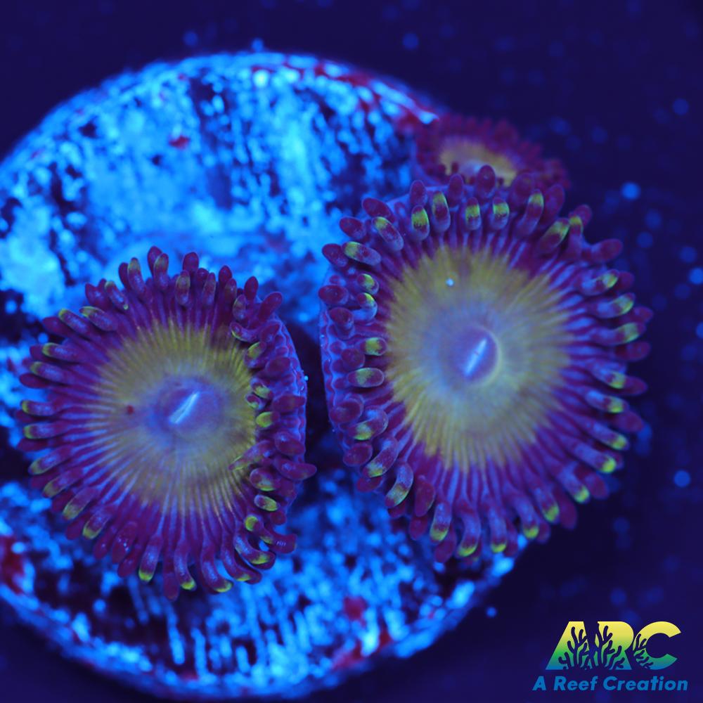 Candy Apple Green Zoa
