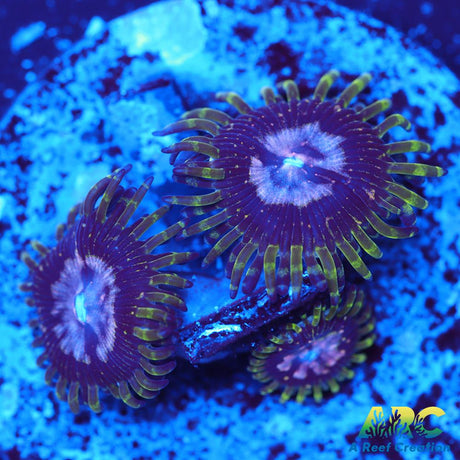 Purple Monsters