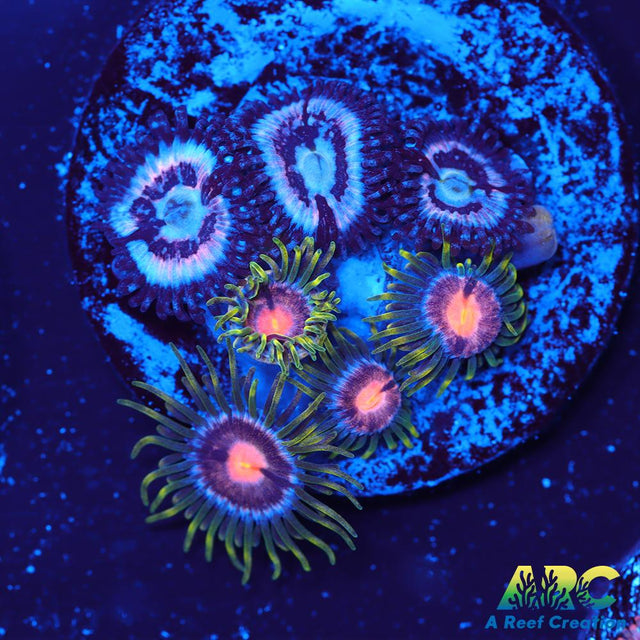 CC Pink Constellations and WWC Sweet Tooth