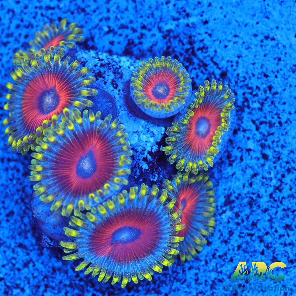 Deep Water Watermelons