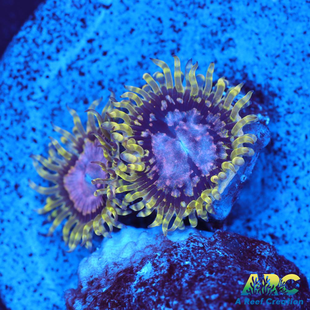 Purple Monsters
