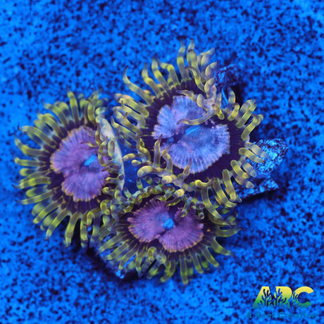 Purple Monsters