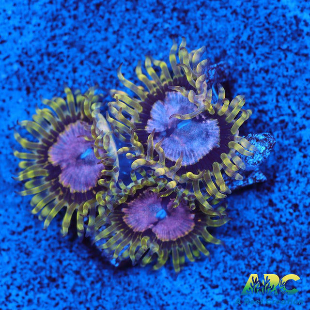 Purple Monsters