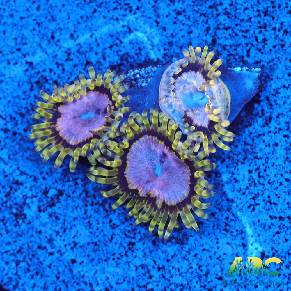 Purple Monsters