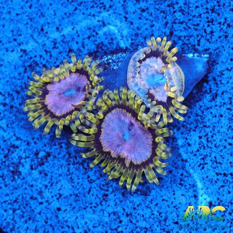 Purple Monsters