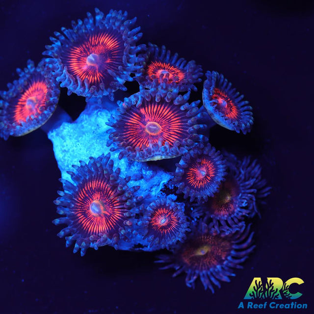 God of War Revolutions