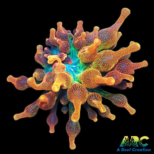 Chicago Sunburst BTA