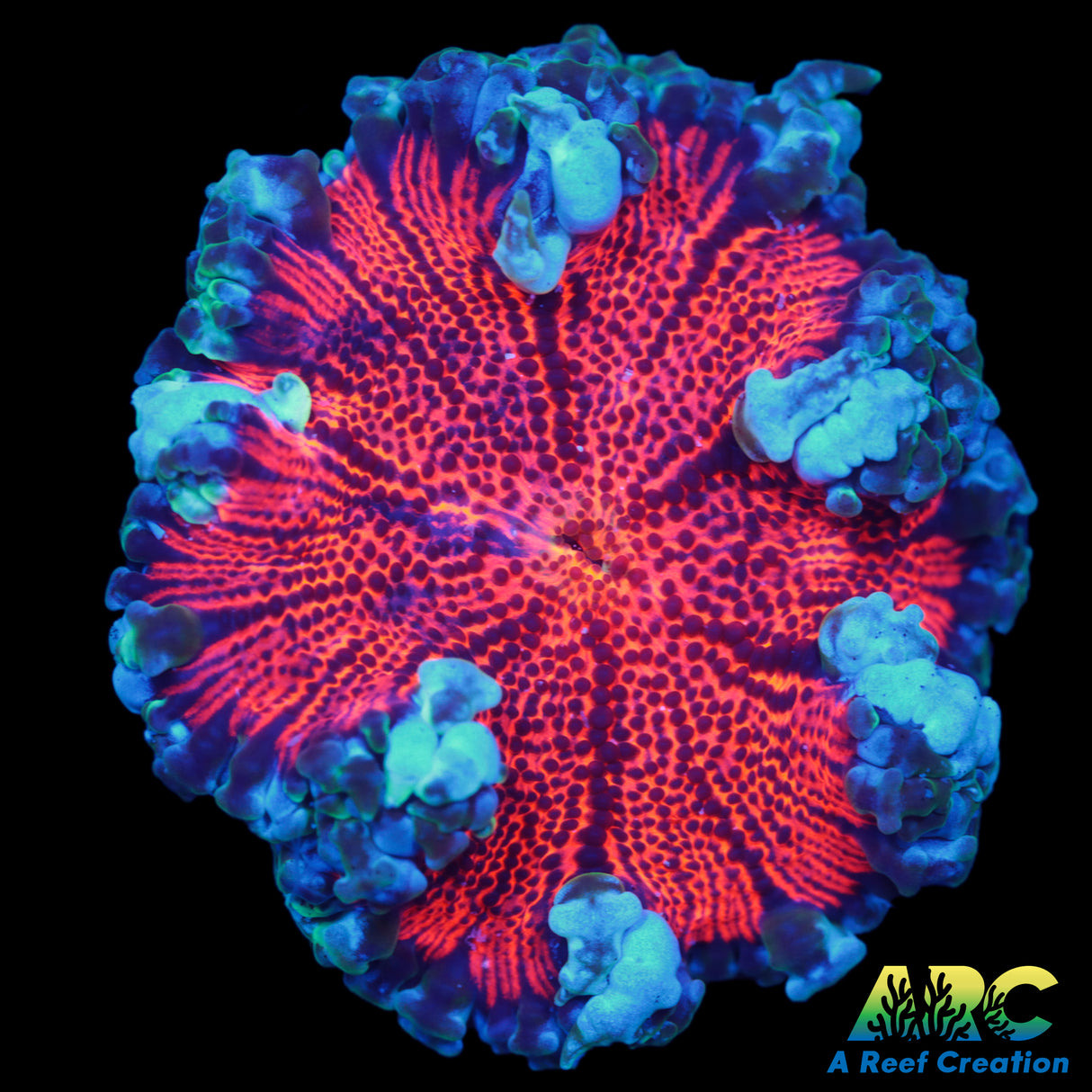 Ultra Flower Anemone