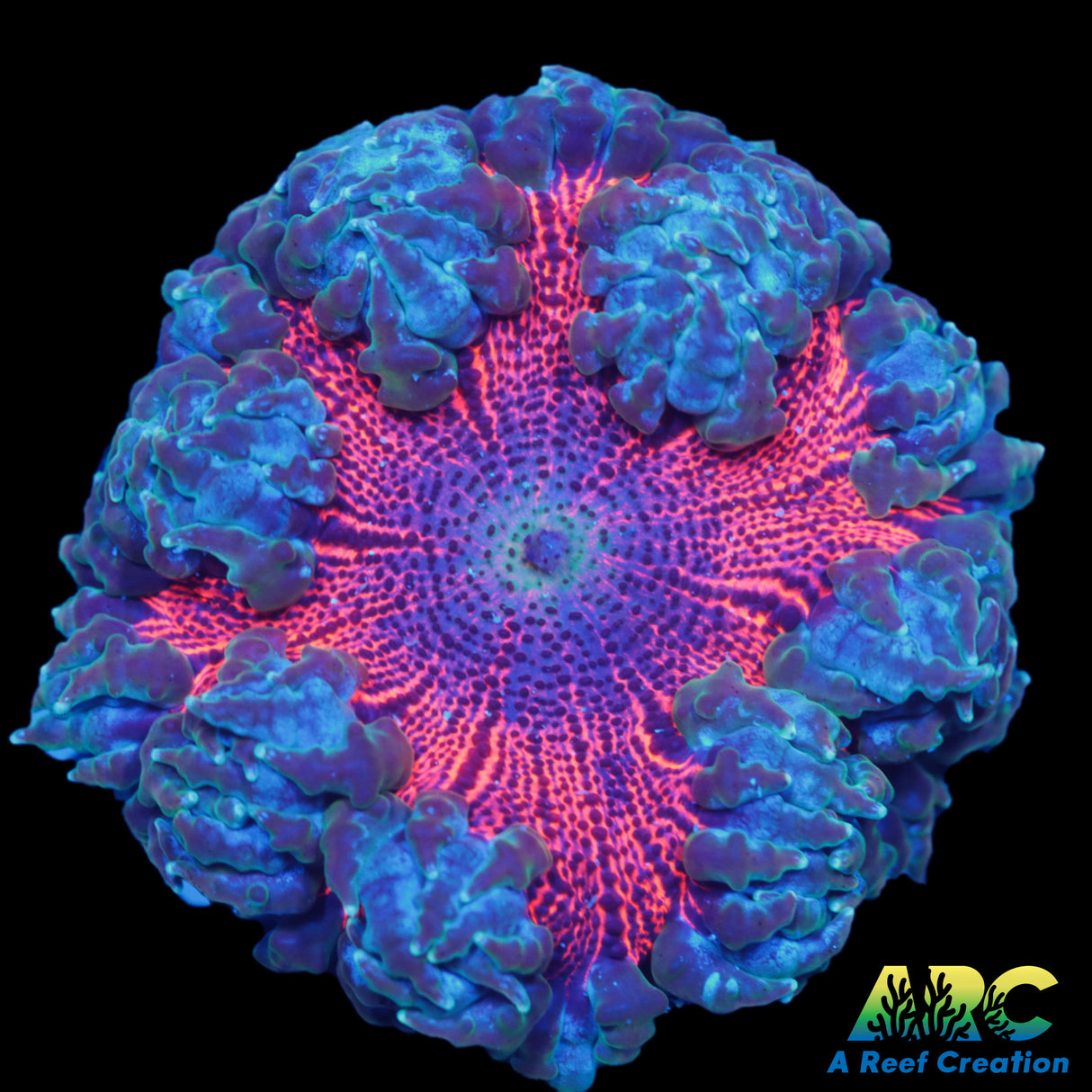 Ultra Flower Anemone