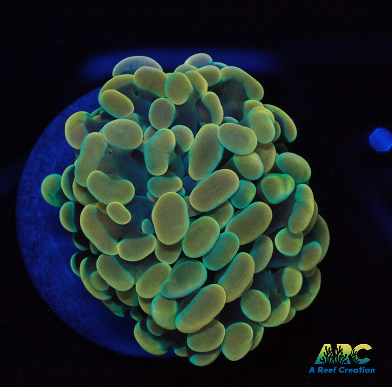 Gold Green Hybrid Hammer