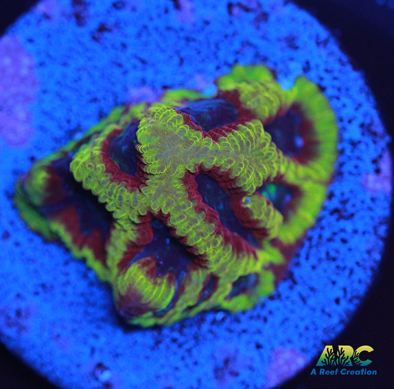 ARC Pacman Favia