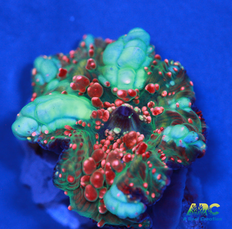 Dragon Lady Bounce Mushroom
