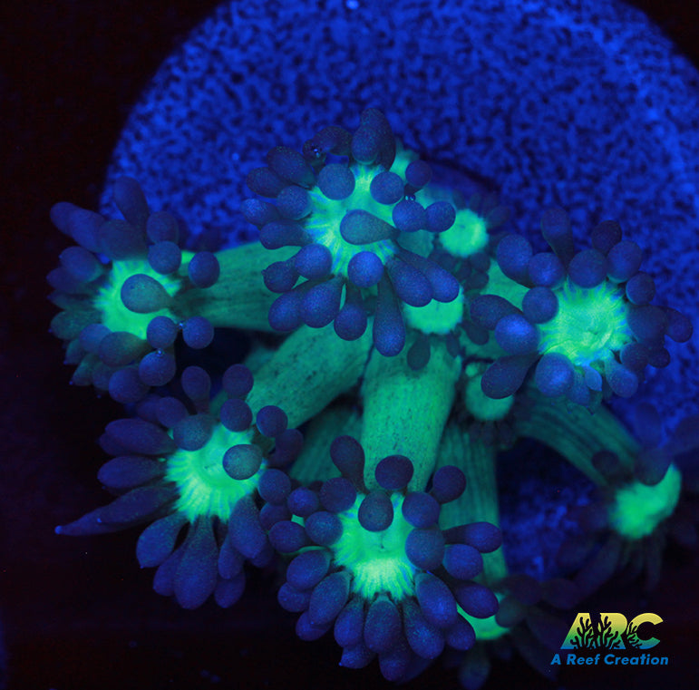 ARC Neon Goni