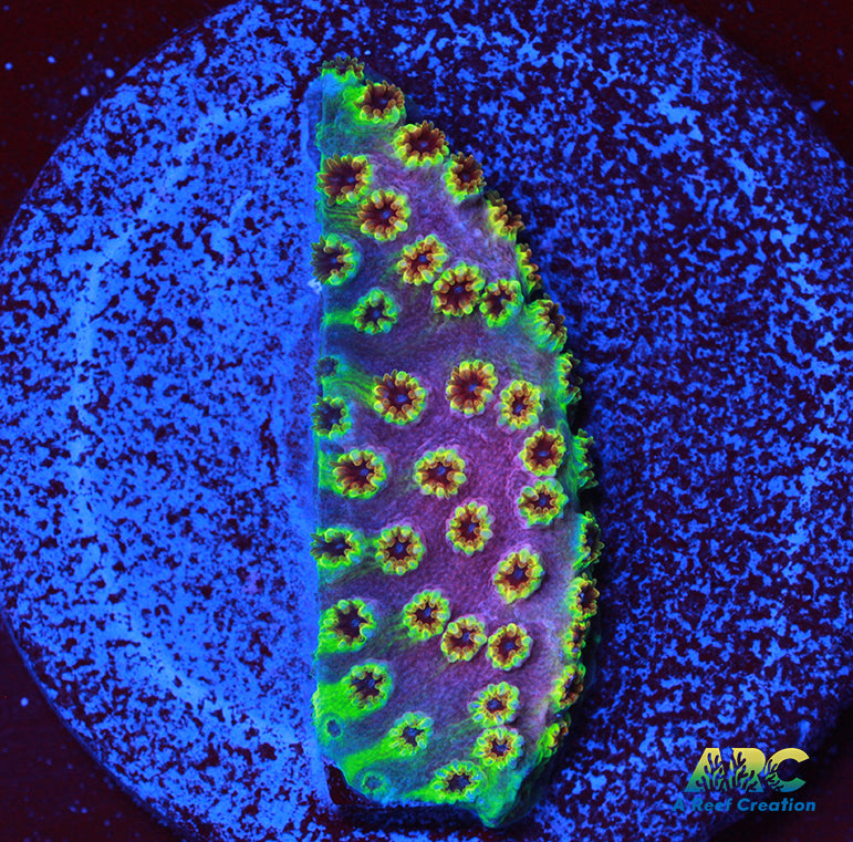 WWC Skittles Bomb Cyphastrea