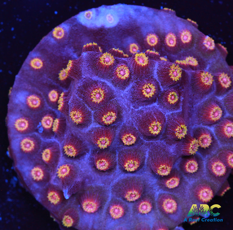 Bizzaro Cyphastrea