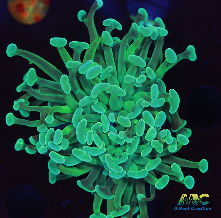 ARC Teal Branching Hammer