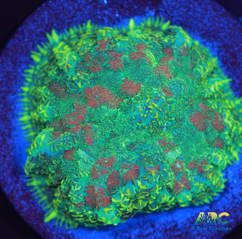 Cool Rhodactis Mushroom