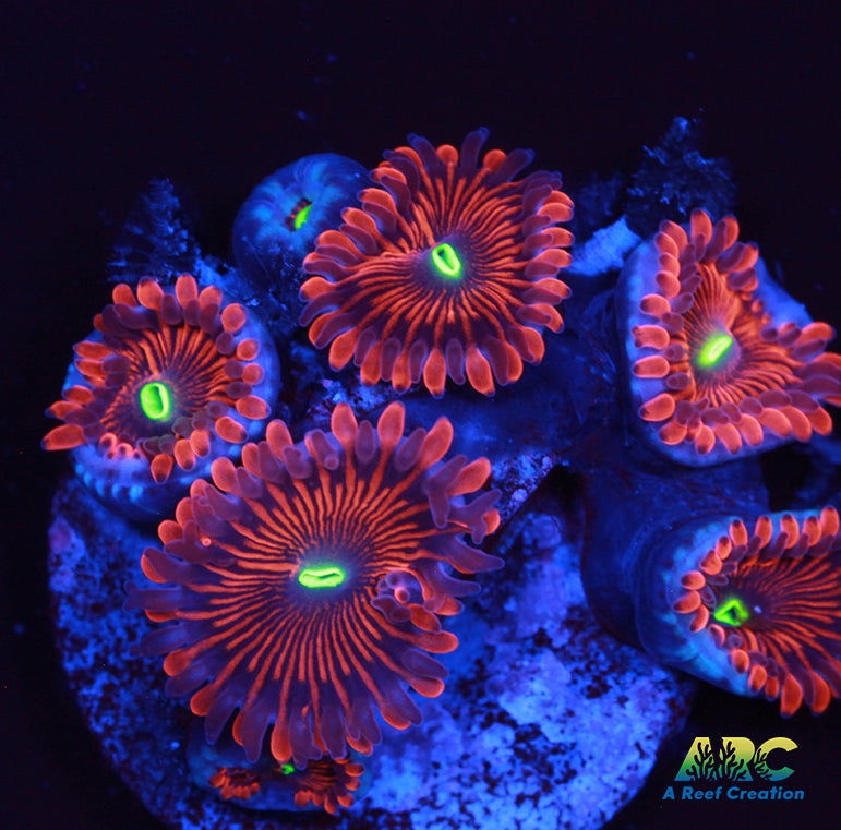 Electric Red People Eaters