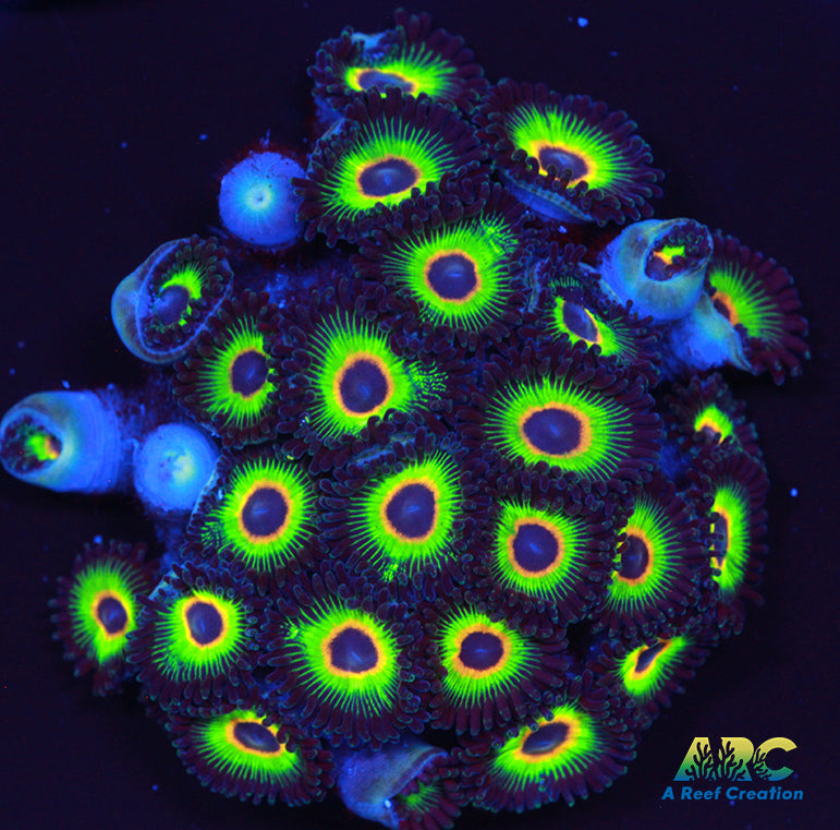 Bob Marley Zoa