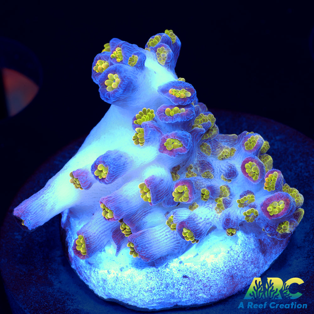 Sanjay's Wrecking Ball