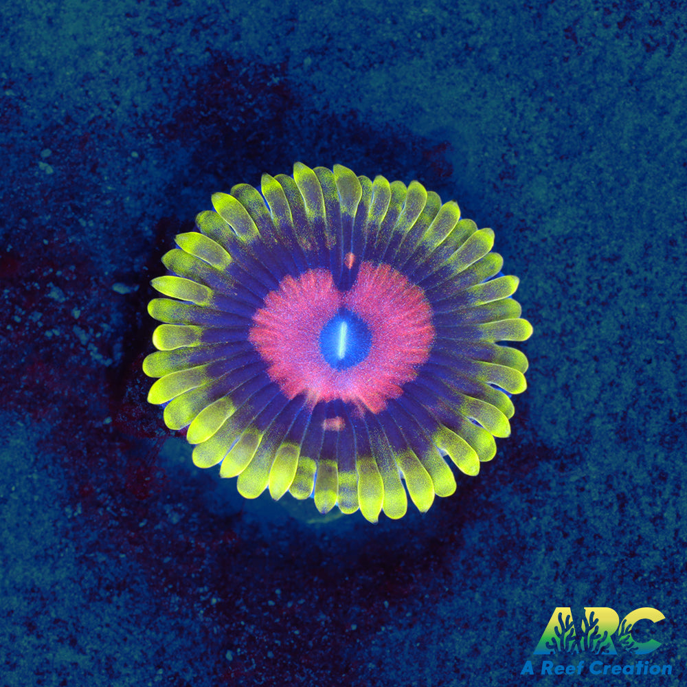 CC Scarlet Fever Paly