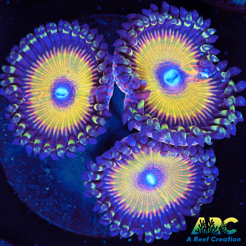 ASD Hyper Jubilee Paly