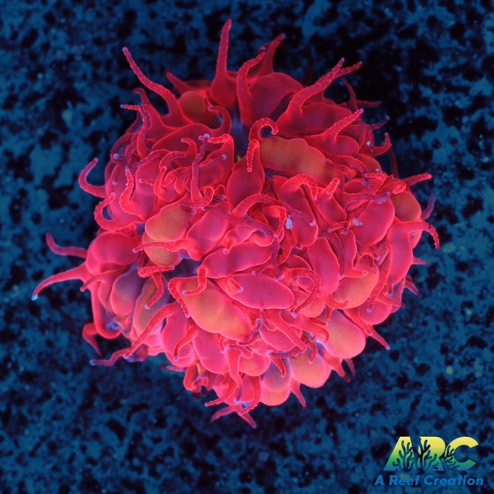 ECC Blue Raven Blasto