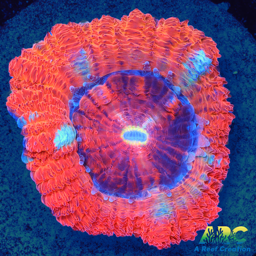 TCK Huge Polyp Asia Acan