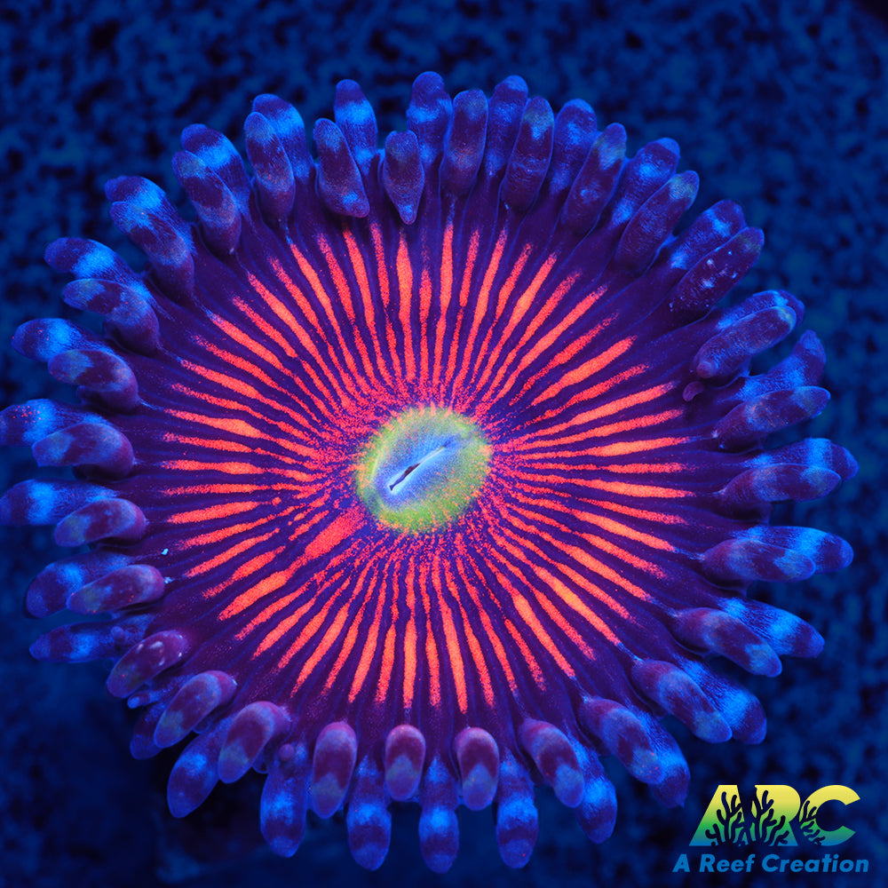 God of War Revolution