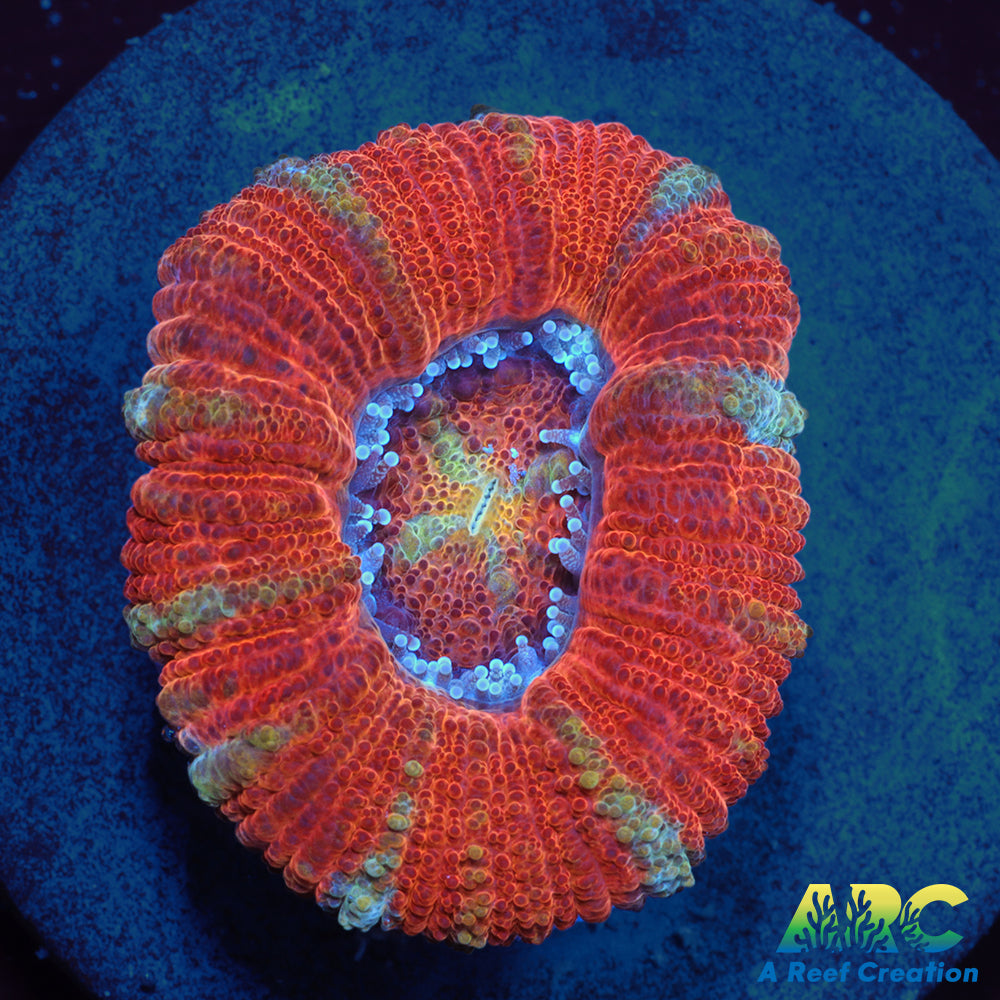 ARC Yellow Eye Indo Acan