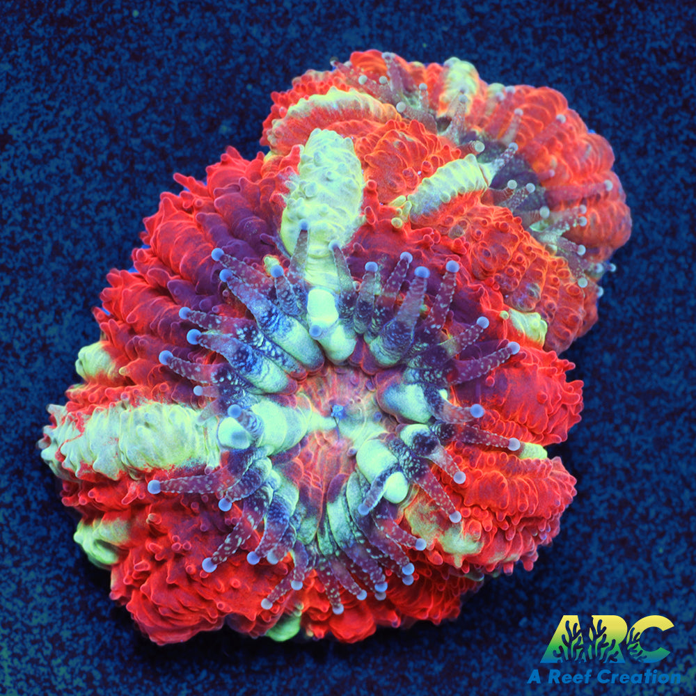 TCK Huge Polyp Asia Acan