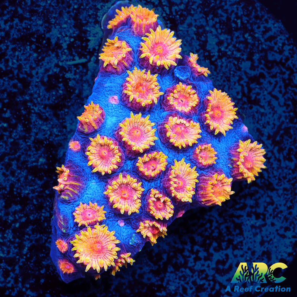 Bizarro Cyphastrea
