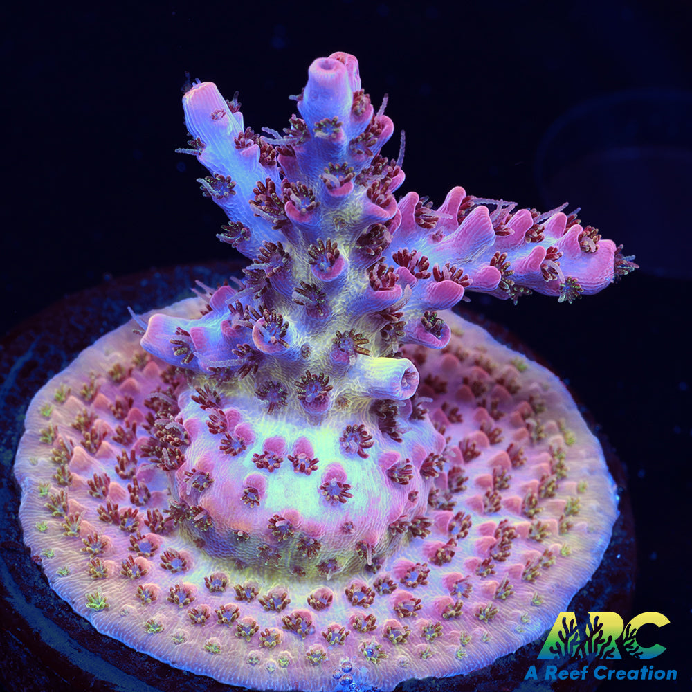 WWC Pink Passion Acro