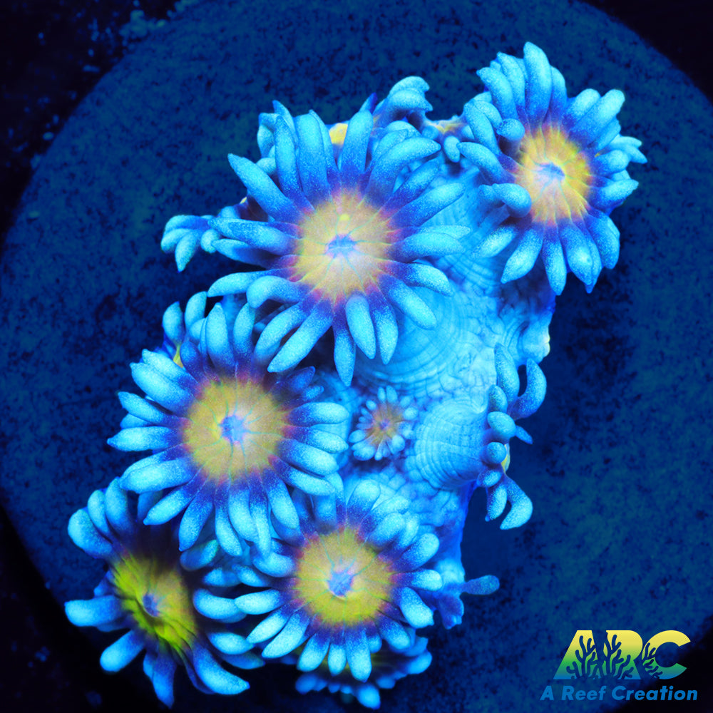 ARC Sunflower Goni
