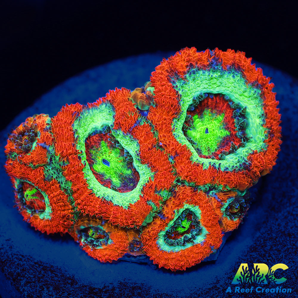 OG UFO Micro