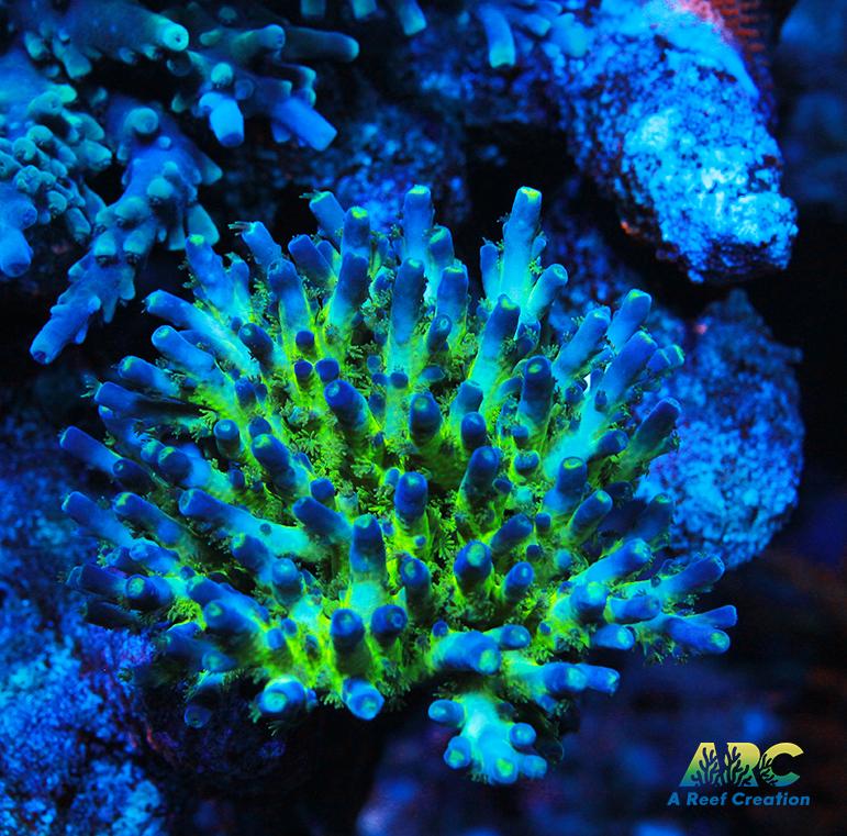 ARC Bullfrogs