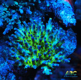 ARC Bullfrogs