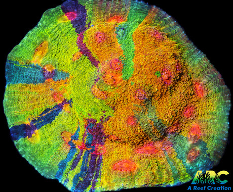 CCA Crayola Meltdown Chalice