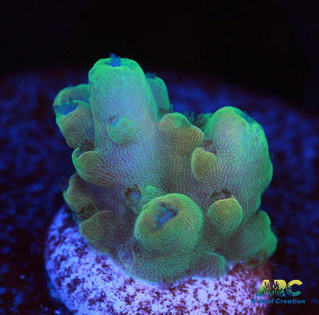 RRC Jaw Dropper