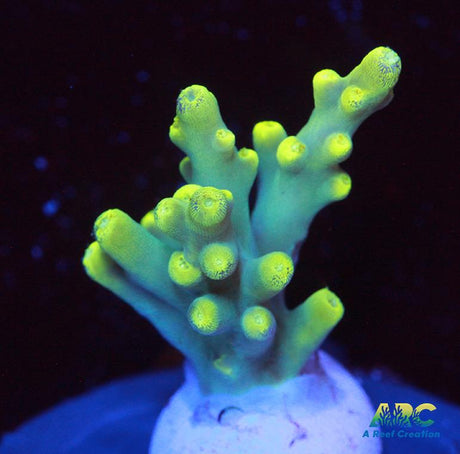 Prat ReefTable