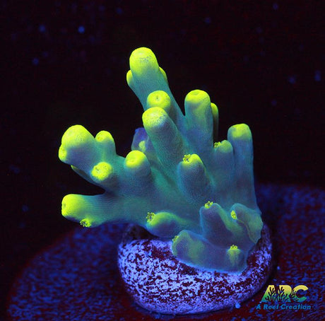 Prat ReefTable
