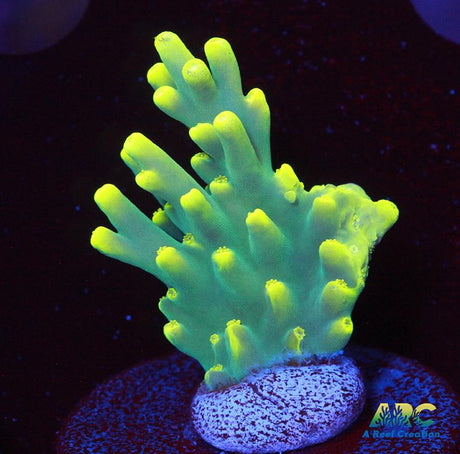 Prat ReefTable