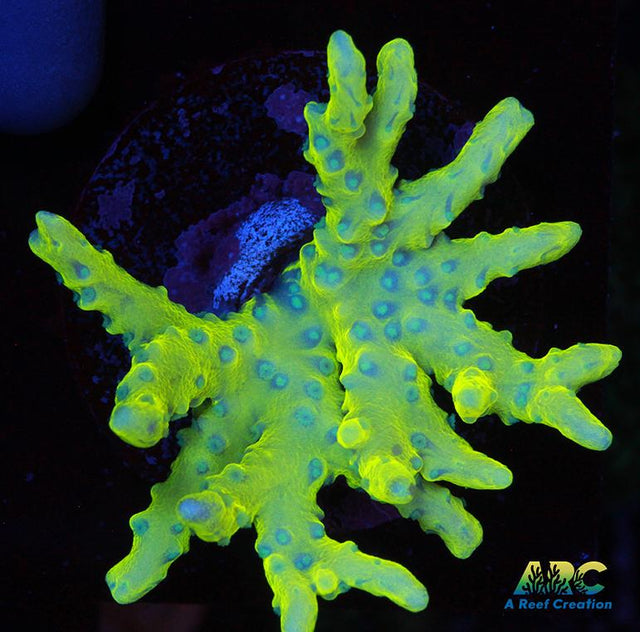 Green Goblin Anacropora