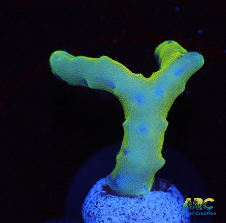 RRC Goldenrod Anacropora