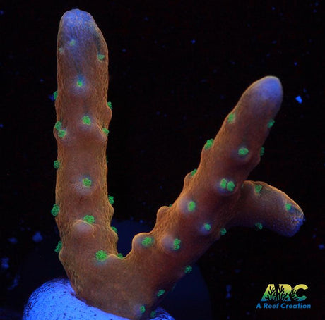 RRC Tropicana Anacropora